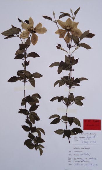 C. 'Zobast' Nomenclatural Standard